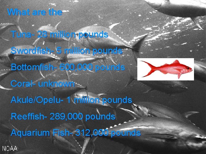 What are the Tuna- 28 million pounds Swordfish- 5 million pounds Bottomfish- 600, 000