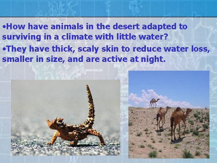  • How have animals in the desert adapted to surviving in a climate