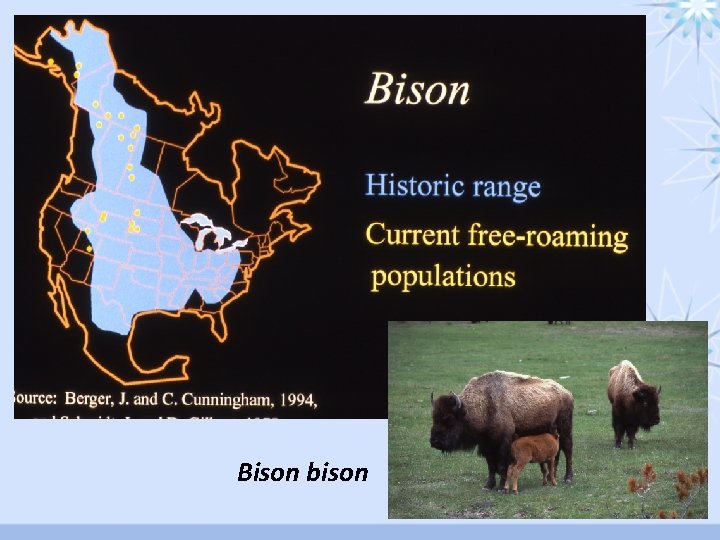 Bison bison 