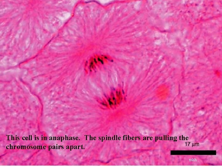 This cell is in anaphase. The spindle fibers are pulling the chromosome pairs apart.