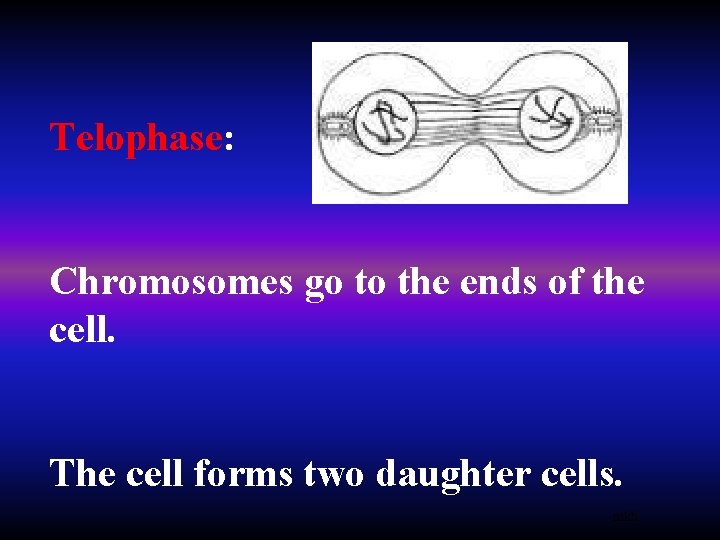 Telophase: Chromosomes go to the ends of the cell. The cell forms two daughter