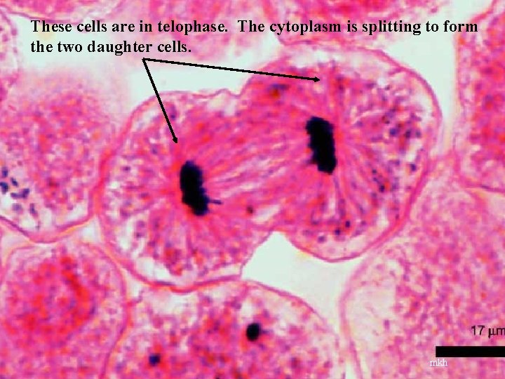 These cells are in telophase. The cytoplasm is splitting to form the two daughter