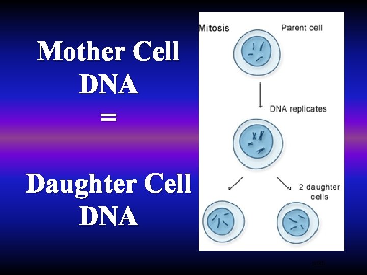 Mother Cell DNA = Daughter Cell DNA mkh 