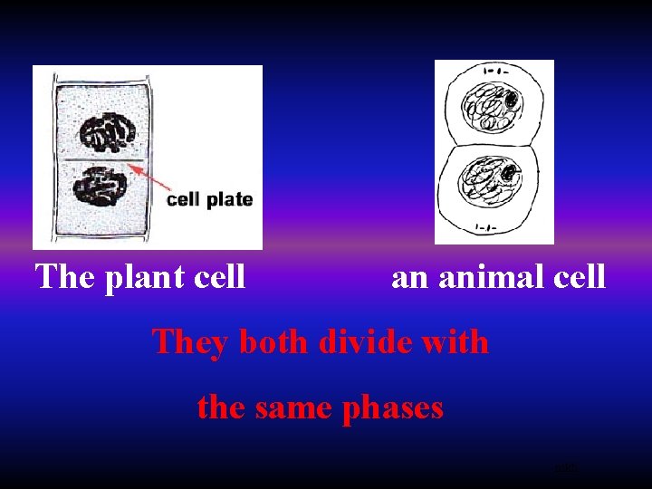 The plant cell an animal cell They both divide with the same phases mkh