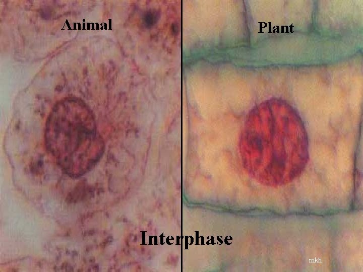 Animal Plant Interphase mkh 