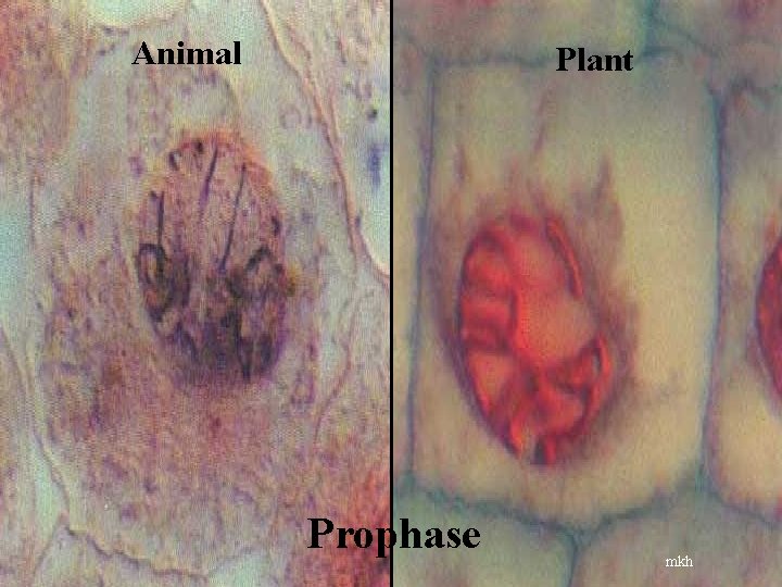 Animal Plant Prophase mkh 