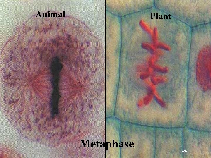 Animal Plant Metaphase mkh 