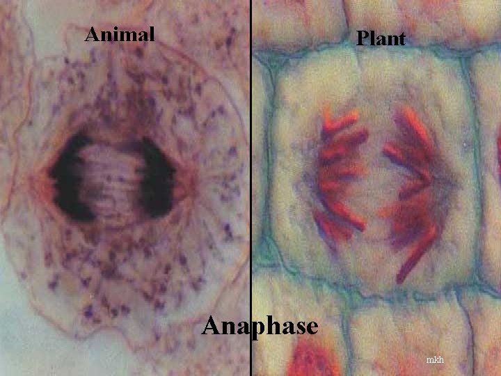 Animal Plant Anaphase mkh 