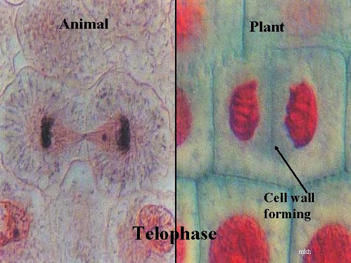 Animal Plant Cell wall forming Telophase mkh 