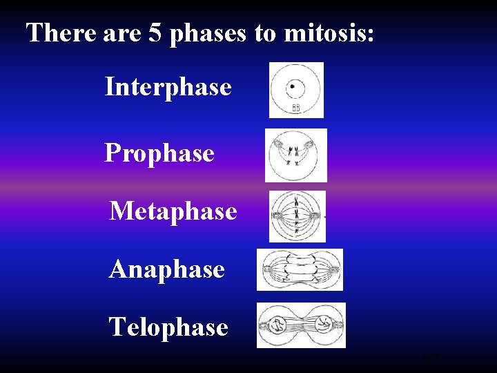 There are 5 phases to mitosis: Interphase Prophase Metaphase Anaphase Telophase mkh 