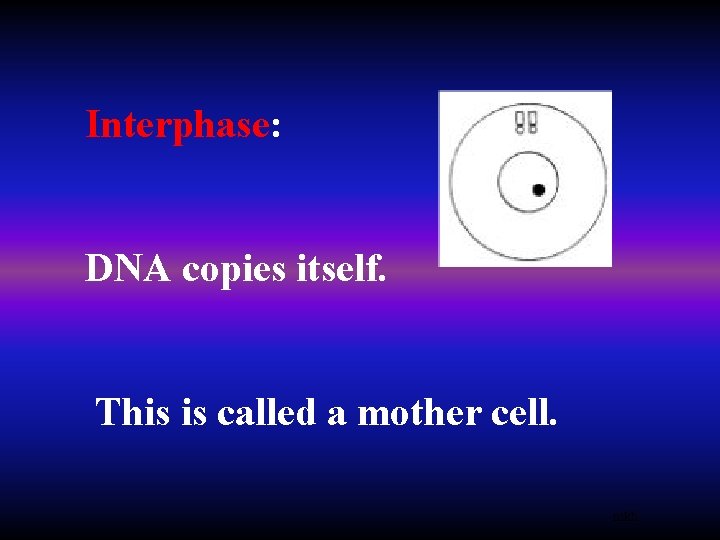 Interphase: DNA copies itself. This is called a mother cell. mkh 