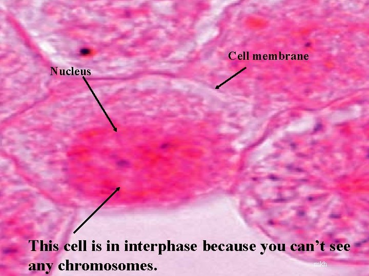 Cell membrane Nucleus This cell is in interphase because you can’t see mkh any