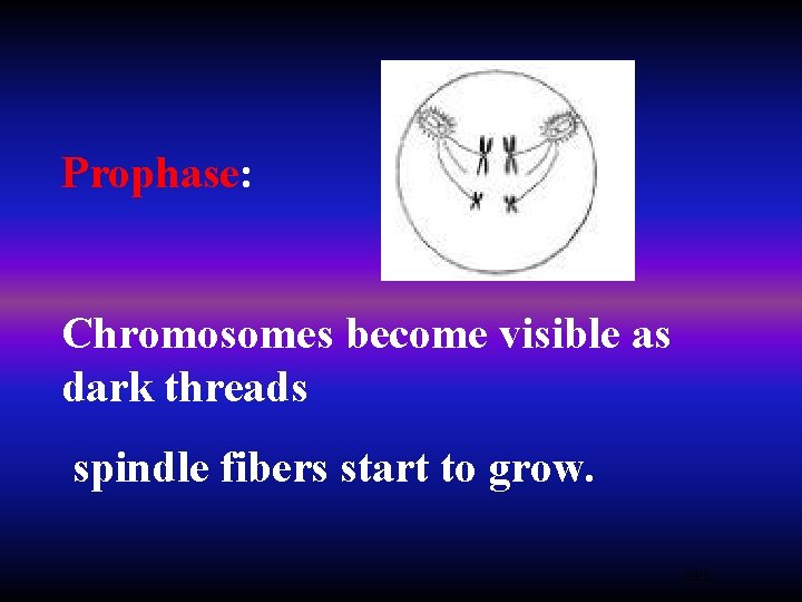 Prophase: Chromosomes become visible as dark threads spindle fibers start to grow. mkh 