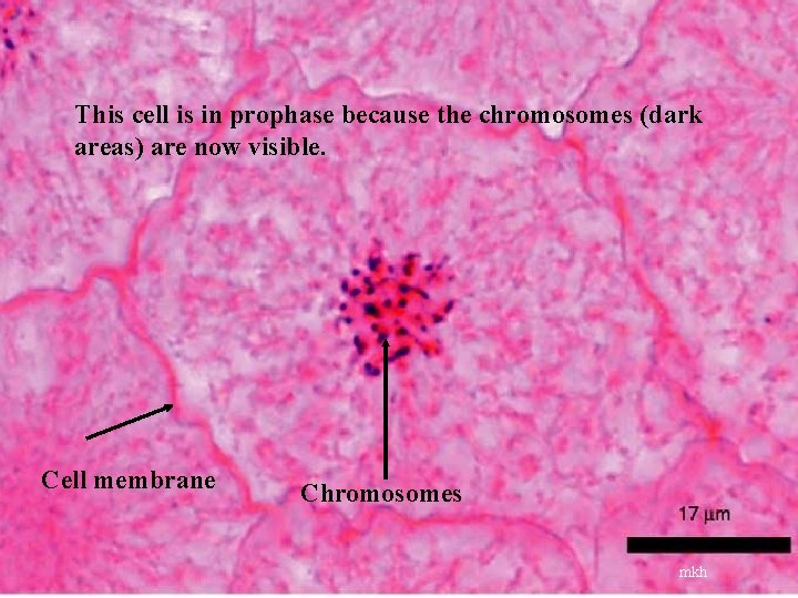 This cell is in prophase because the chromosomes (dark areas) are now visible. Cell