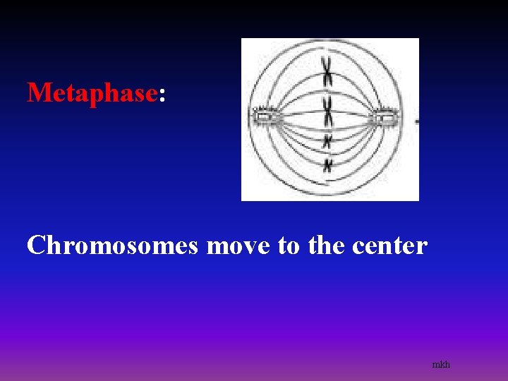 Metaphase: Chromosomes move to the center mkh 