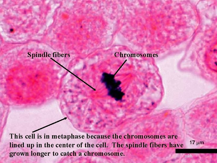 Spindle fibers Chromosomes This cell is in metaphase because the chromosomes are lined up