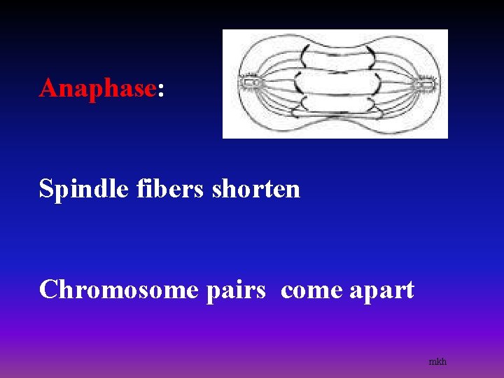 Anaphase: Spindle fibers shorten Chromosome pairs come apart mkh 