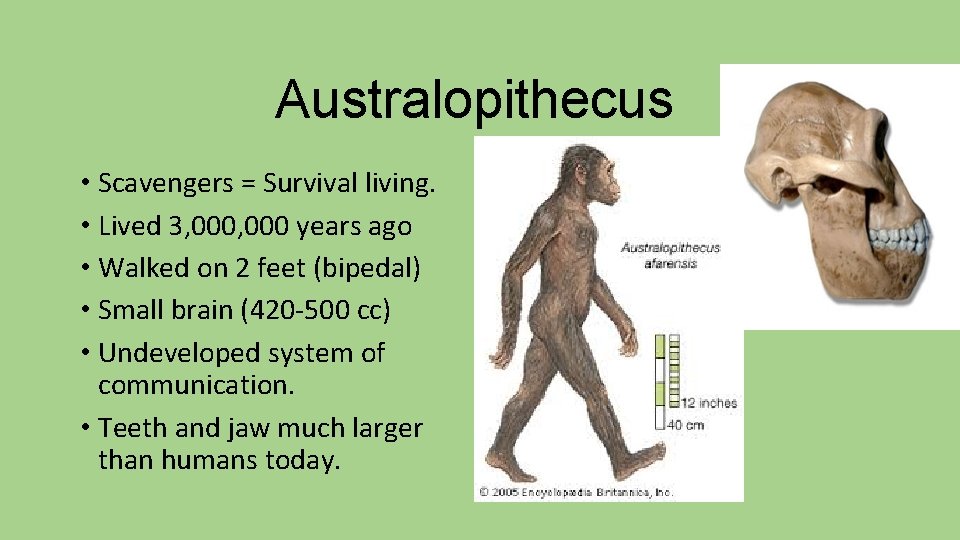 Australopithecus • Scavengers = Survival living. • Lived 3, 000 years ago • Walked
