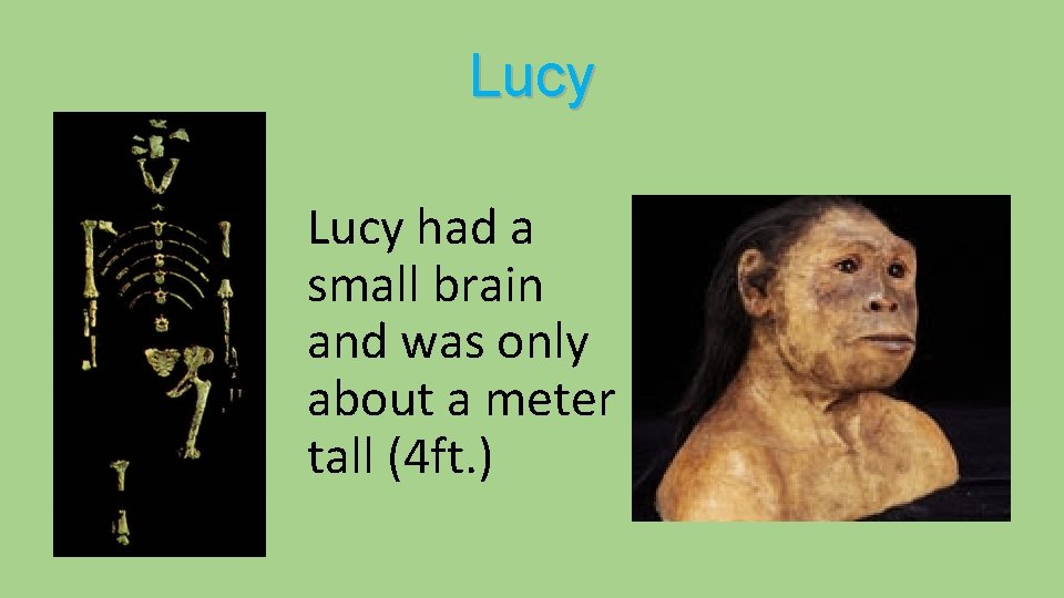 Lucy had a small brain and was only about a meter tall (4 ft.