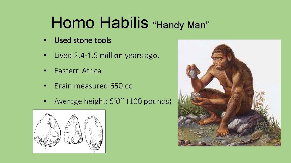 Homo Habilis “Handy Man” • Used stone tools • Lived 2. 4 -1. 5
