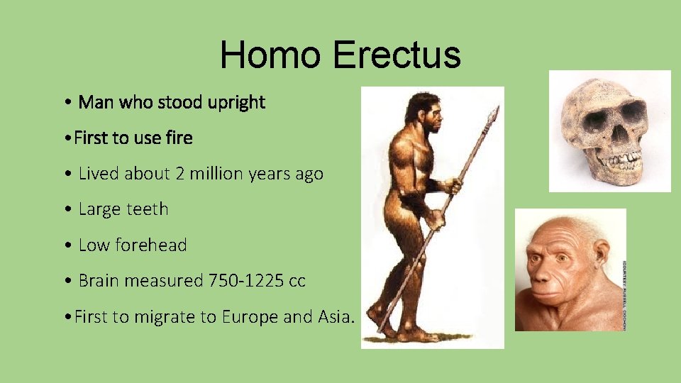 Homo Erectus • Man who stood upright • First to use fire • Lived