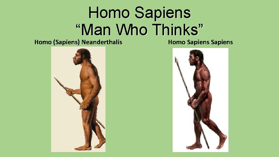 Homo Sapiens “Man Who Thinks” Homo (Sapiens) Neanderthalis Homo Sapiens 