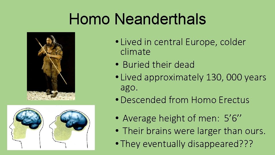Homo Neanderthals • Lived in central Europe, colder climate • Buried their dead •