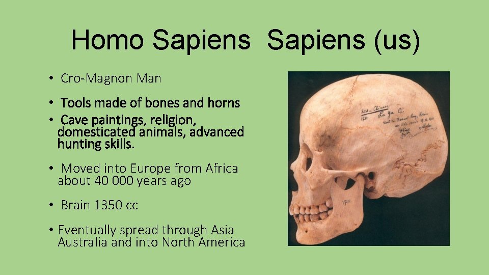 Homo Sapiens (us) • Cro-Magnon Man • Tools made of bones and horns •