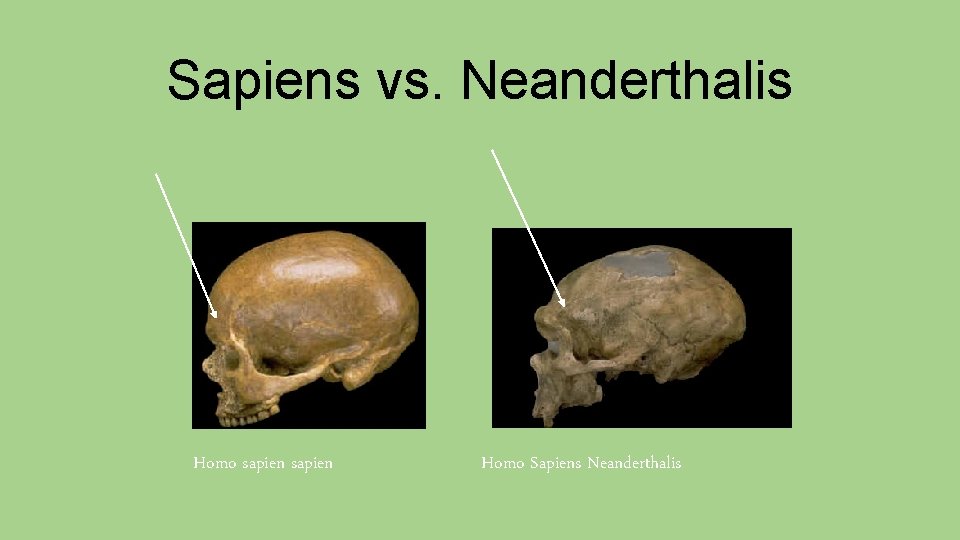 Sapiens vs. Neanderthalis Homo sapien Homo Sapiens Neanderthalis 