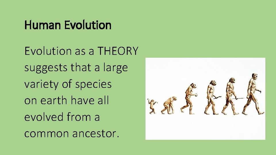 Human Evolution as a THEORY suggests that a large variety of species on earth