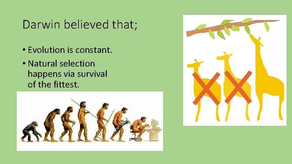 Darwin believed that; • Evolution is constant. • Natural selection happens via survival of