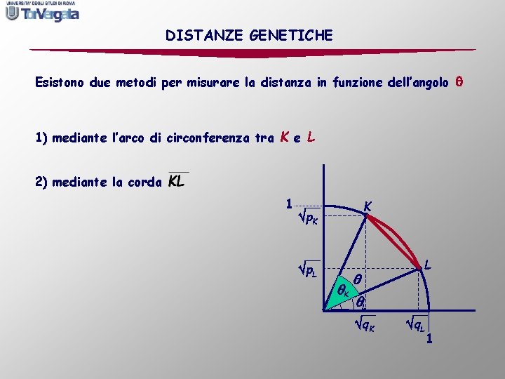 DISTANZE GENETICHE Esistono due metodi per misurare la distanza in funzione dell’angolo 1) mediante