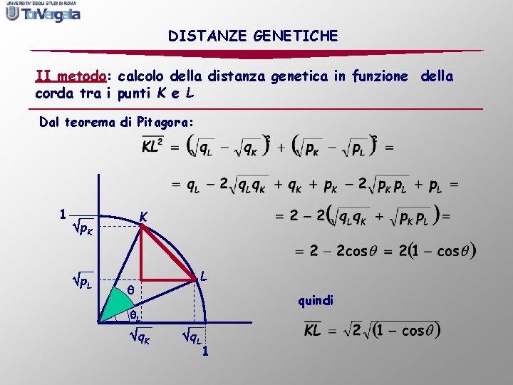 DISTANZE GENETICHE II metodo: calcolo della distanza genetica in funzione della corda tra i
