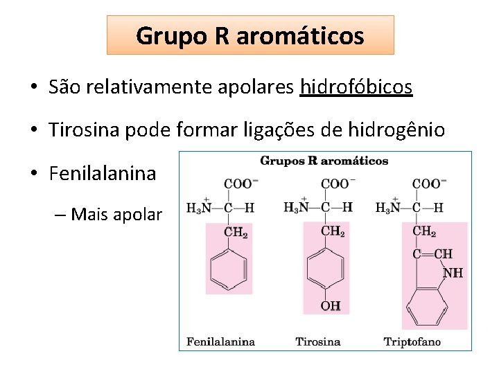 Grupo R aromáticos • São relativamente apolares hidrofóbicos • Tirosina pode formar ligações de