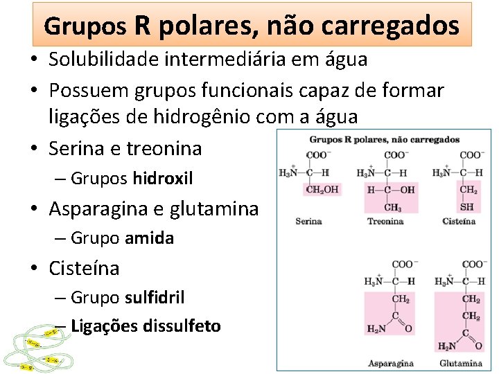 Grupos R polares, não carregados • Solubilidade intermediária em água • Possuem grupos funcionais