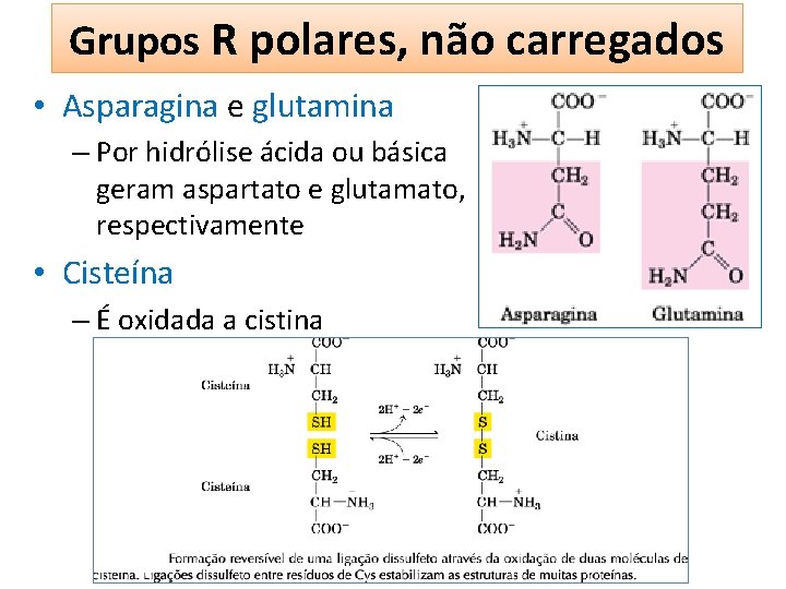 Grupos R polares, não carregados • Asparagina e glutamina – Por hidrólise ácida ou