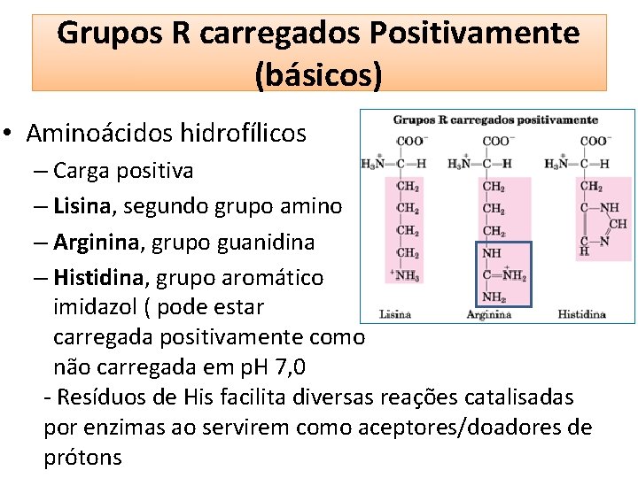Grupos R carregados Positivamente (básicos) • Aminoácidos hidrofílicos – Carga positiva – Lisina, segundo