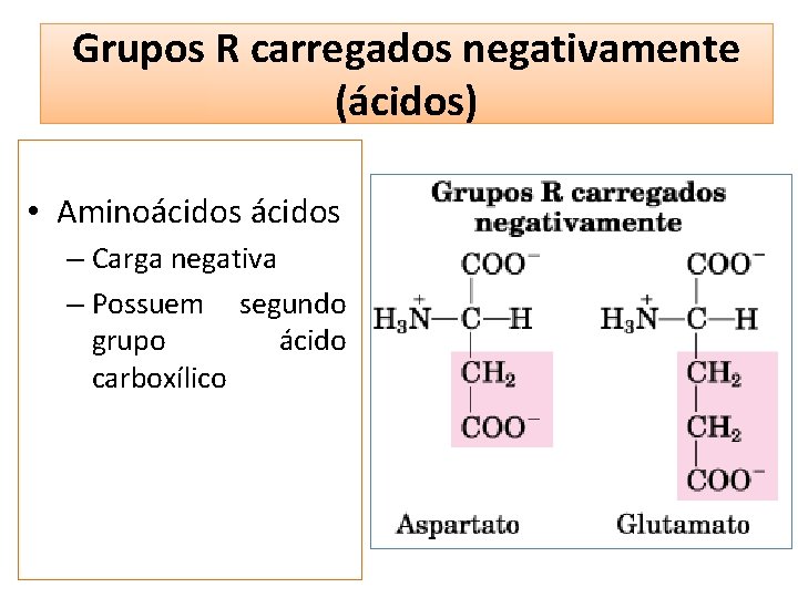 Grupos R carregados negativamente (ácidos) • Aminoácidos – Carga negativa – Possuem segundo grupo