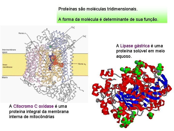 Proteínas são moléculas tridimensionais. A forma da molécula é determinante de sua função. A