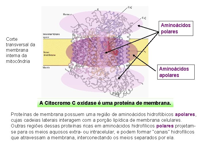 Aminoácidos polares Corte transversal da membrana interna da mitocôndria Aminoácidos apolares A Citocromo C