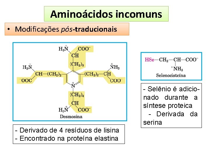 Aminoácidos incomuns • Modificações pós-traducionais - Derivado de 4 resíduos de lisina - Encontrado