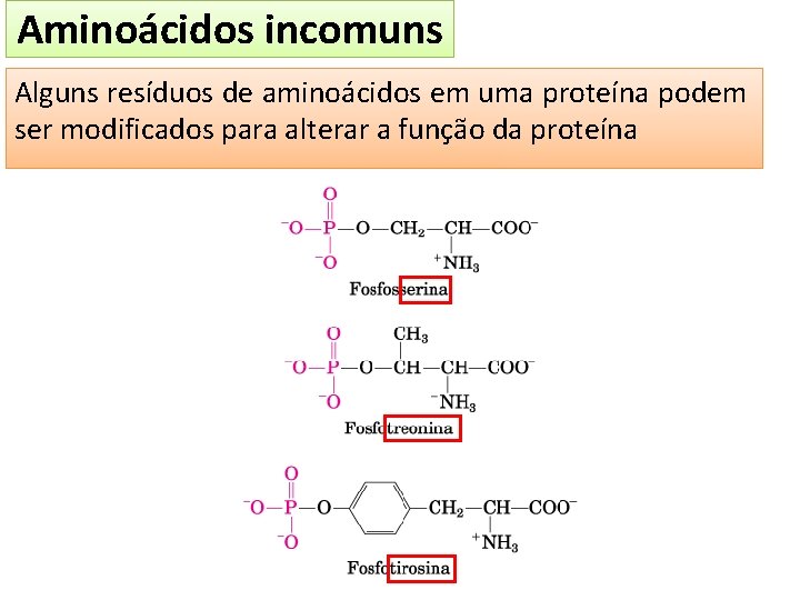 Aminoácidos incomuns Alguns resíduos de aminoácidos em uma proteína podem ser modificados para alterar