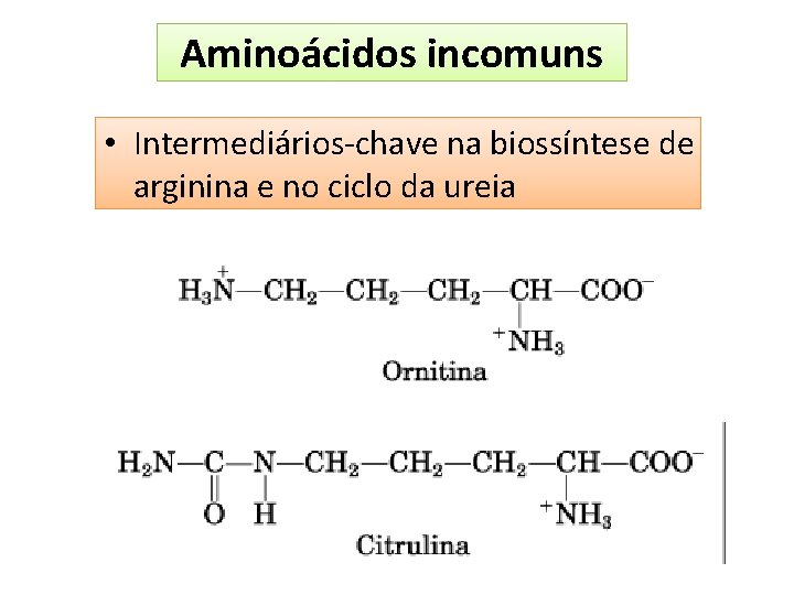 Aminoácidos incomuns • Intermediários-chave na biossíntese de arginina e no ciclo da ureia 