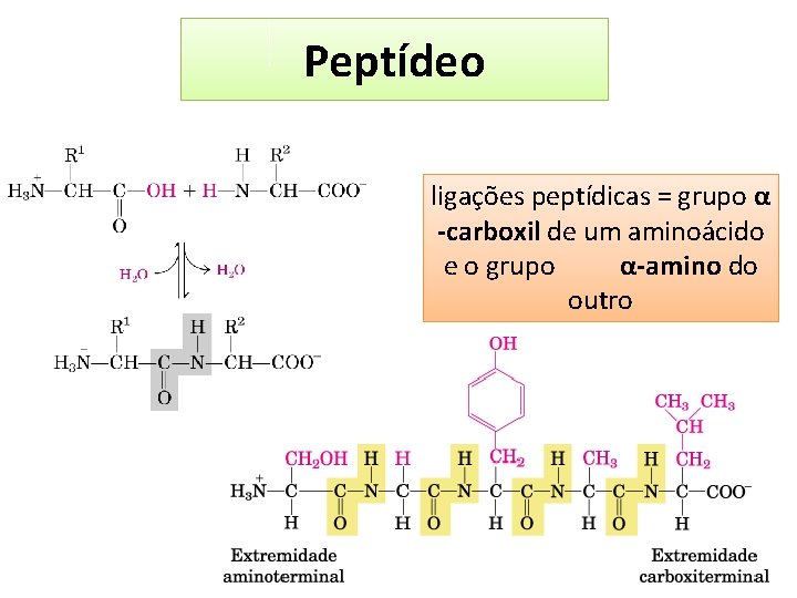 Peptídeo ligações peptídicas = grupo α -carboxil de um aminoácido e o grupo α-amino
