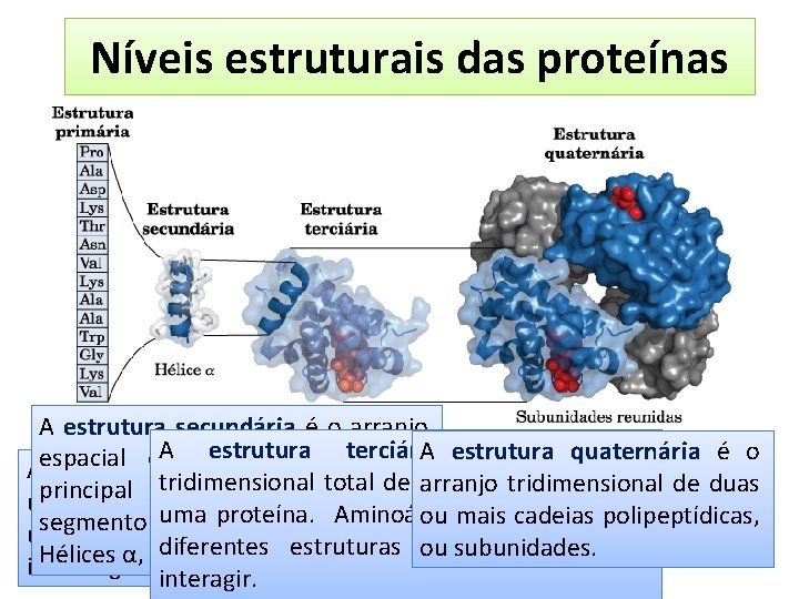 Níveis estruturais das proteínas A estrutura secundária é o arranjo A átomos estruturada terciária