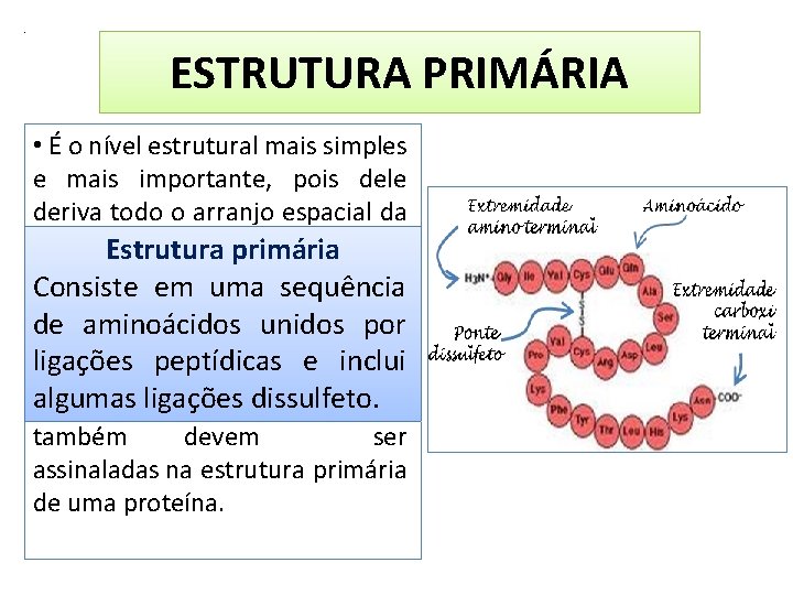 . ESTRUTURA PRIMÁRIA • É o nível estrutural mais simples e mais importante, pois