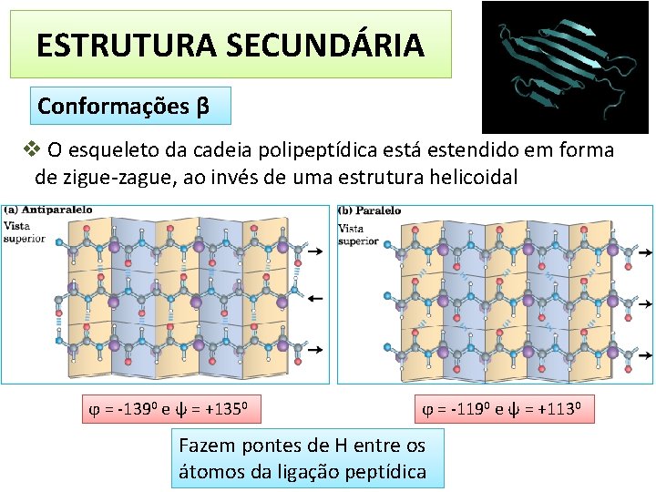 ESTRUTURA SECUNDÁRIA Conformações β v O esqueleto da cadeia polipeptídica está estendido em forma