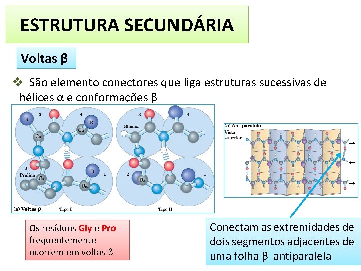 ESTRUTURA SECUNDÁRIA Voltas β v São elemento conectores que liga estruturas sucessivas de hélices