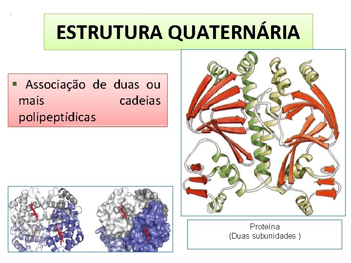 . ESTRUTURA QUATERNÁRIA Associação de duas ou mais cadeias polipeptídicas Proteína (Duas subunidades )