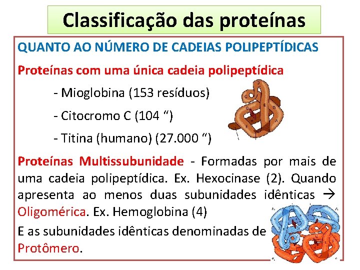 Classificação das proteínas QUANTO AO NÚMERO DE CADEIAS POLIPEPTÍDICAS Proteínas com uma única cadeia